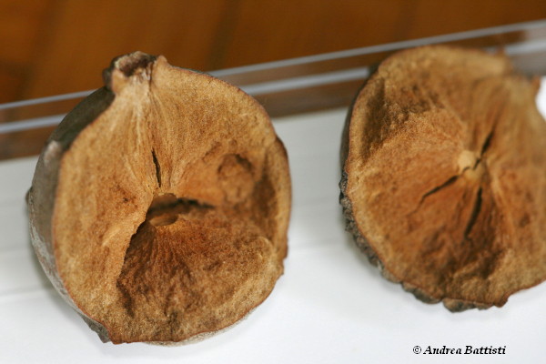 GALLA DI ROVERELLA   QUERCUS PUBESCENS !!